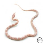 SnowHetScalelessF4 (1 of 1).jpg