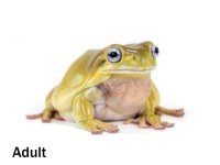 honey_blue-eyed_white_s_tree_frog_-_litoria_caerulea_adult_-2_1.jpg