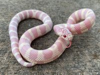 albinobandedmale2.jpg