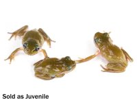 honey_blue-eyed_white_s_tree_frog_-_litoria_caerulea_juvenile_-12_1.jpg