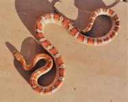 Miami Corn Male 2.jpg
