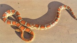 Miami Corn Female 1.jpg