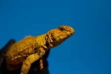 _MG_6307.jpg