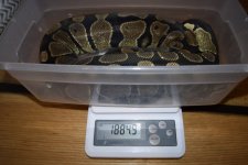 Eugenia-weight.jpg