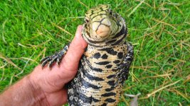 bw adlt fem gator pen blk scale head a.jpg