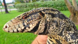 bw adlt fem gator pen blk scale head ab.jpg