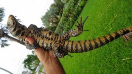 bw adlt fem gator pen blk scale head ac.jpg