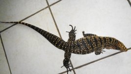 bw adlt fem gator pen blk scale head ad.jpg
