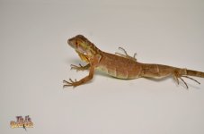 rediguana.jpg
