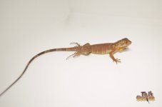 rediguana2.jpg