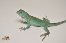 blueiguana.jpg