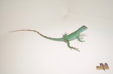 blueiguana2.jpg