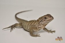 babyrhinoiguana.jpg