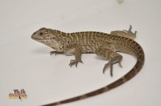 babyrhinoiguana2.jpg