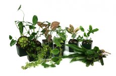 24x18x18_tropical_vivarium_plant_kit.jpg