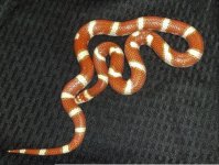Hypo Costal Female1.jpg