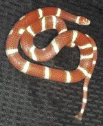 Hypo Costal Female2.jpg