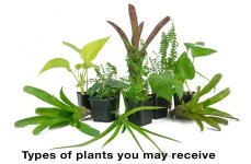 18x18x36_tall_vivarium_plant_kit_2_wording.jpg