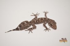 riverine leaftailgecko.jpg