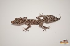 riverineleaftailgecko2.jpg