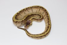 EnchiBlastBallPython2.jpg