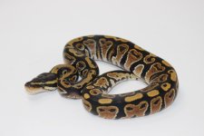 BallPythonBaby.jpg