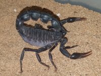 Androctonus crassicauda - 05.jpg
