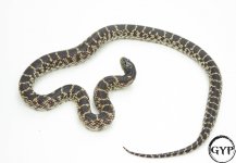 DesertKing4-0604.jpg