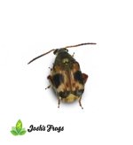 bean_beetle_a.jpg