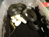 Aesculapian w:eggs.jpg