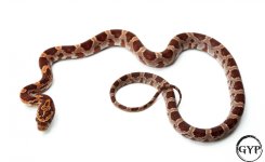 CornSnakeF3 (1 of 1).jpg