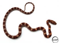 CornSnakeF1 (1 of 1).jpg