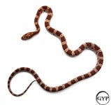 CornSnakeF2 (1 of 1).jpg