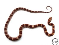 CornSnakeF4 (1 of 1).jpg