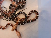 scaleless.jpg