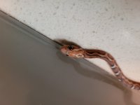 scaleless 2.jpg