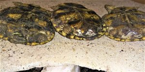 FemaleJuvenilePancakesPlastron_D_3-11-2021.jpg