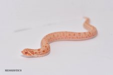 DSC_5015.jpg