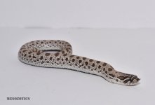 DSC_5032.jpg