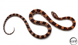 AbbottOkeeteeM4 (1 of 1).jpg