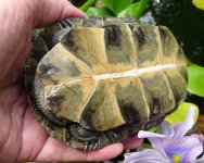 1BlandTail912020.jpg