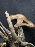 beak snake. 007.jpg