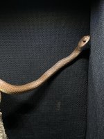 beak snake..007.jpg