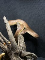 beak snake 007.jpg