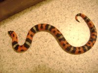 DSC01394[1].JPG