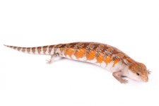 Northern Blue Tongue 22.jpg