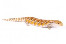 Northern Blue Tongue 4.jpg