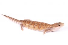 Northern Blue Tongue 43.jpg