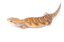 Northern Blue Tongue 45.jpg