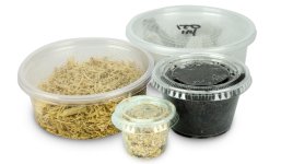 day_gecko_feeder_bundle_josh_s_frogs_1.jpg